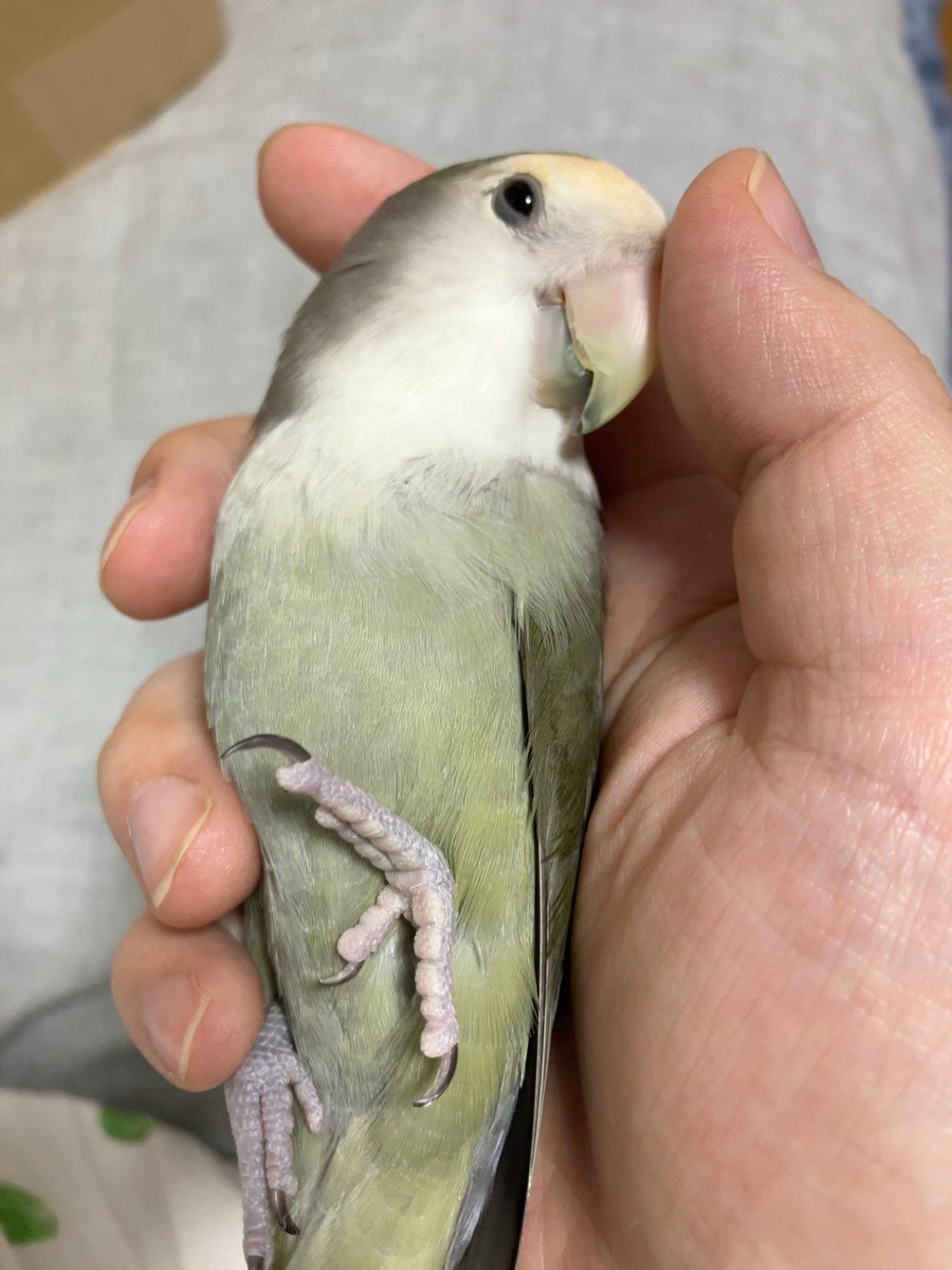 yamadori (@yamadori_fl) / Posts / X