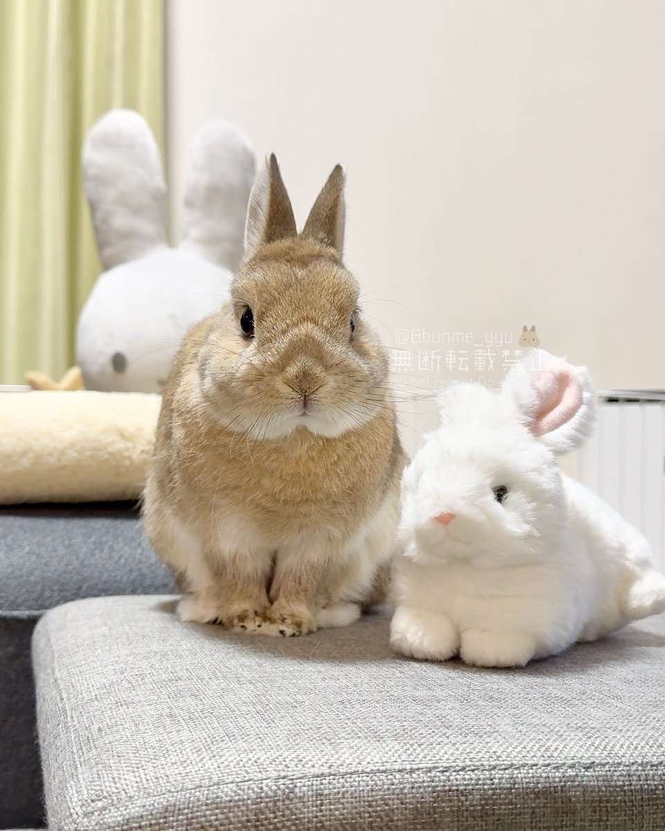 myumyu** Babyうさぎ8点 myumyu**様専用 Babyうさぎ8点