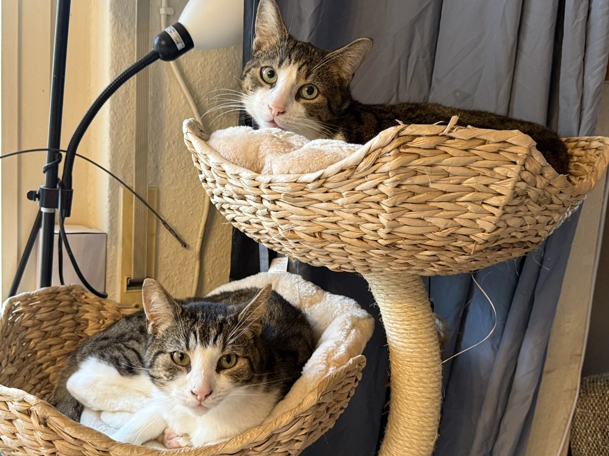 Marshall, Robin und auch Pummeluff und Owei sind noch auf der Suche nach ihren Familien für immer.

Wer mag ihnen einen Platz schenken?

#nordstadtkatzen

Für die Chance