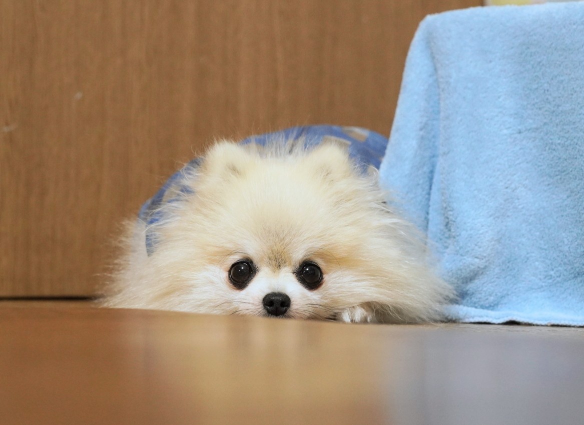 オーダー受付　ポメラニアン　限定パネル　ご予約ページ　5/8 comatema on X