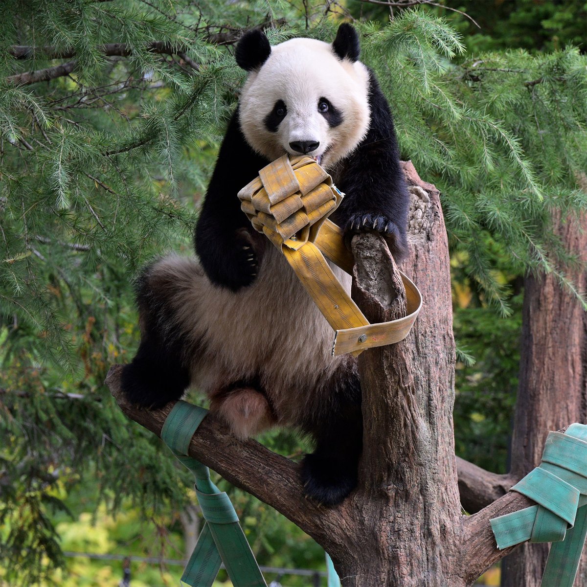 パンダ様 今日のパンダ（4002日目） 今日のパンダは9:30からです。やや寒い