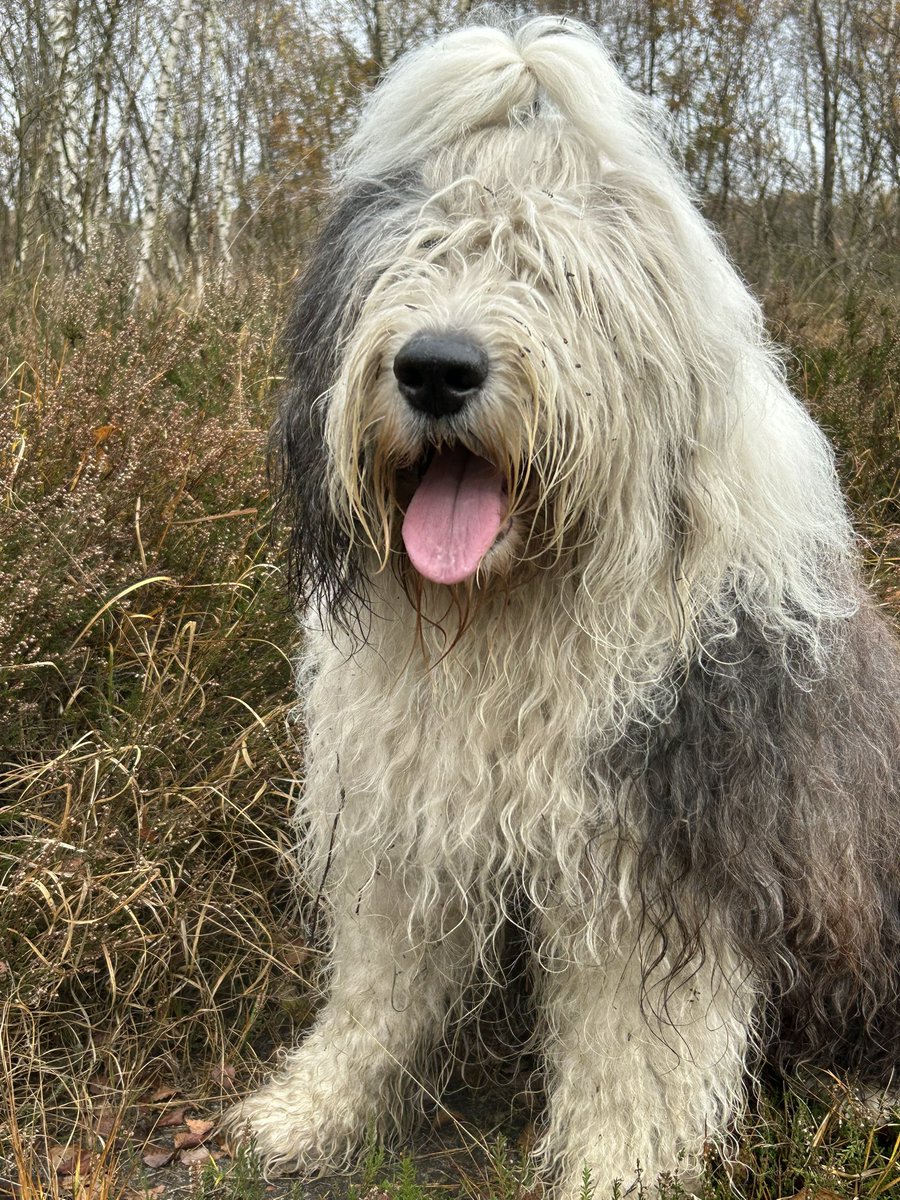 renevbaaren's tweet image. Dit kleine beertje is mijn trots