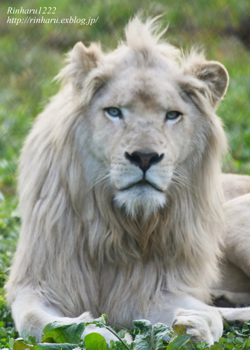 しげぞうライオン しげぞうライオン しげぞうライオン しげぞう