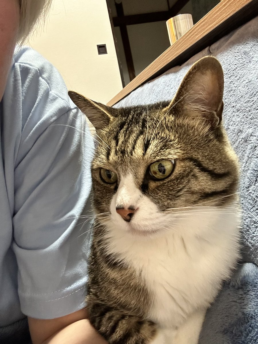 トラのにゃんたま on X