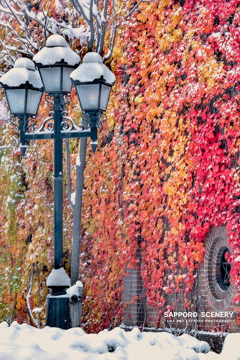 ゆきページ Japanese music CDs Yuki Saitō / ユキズ Museum | 音楽ソフト