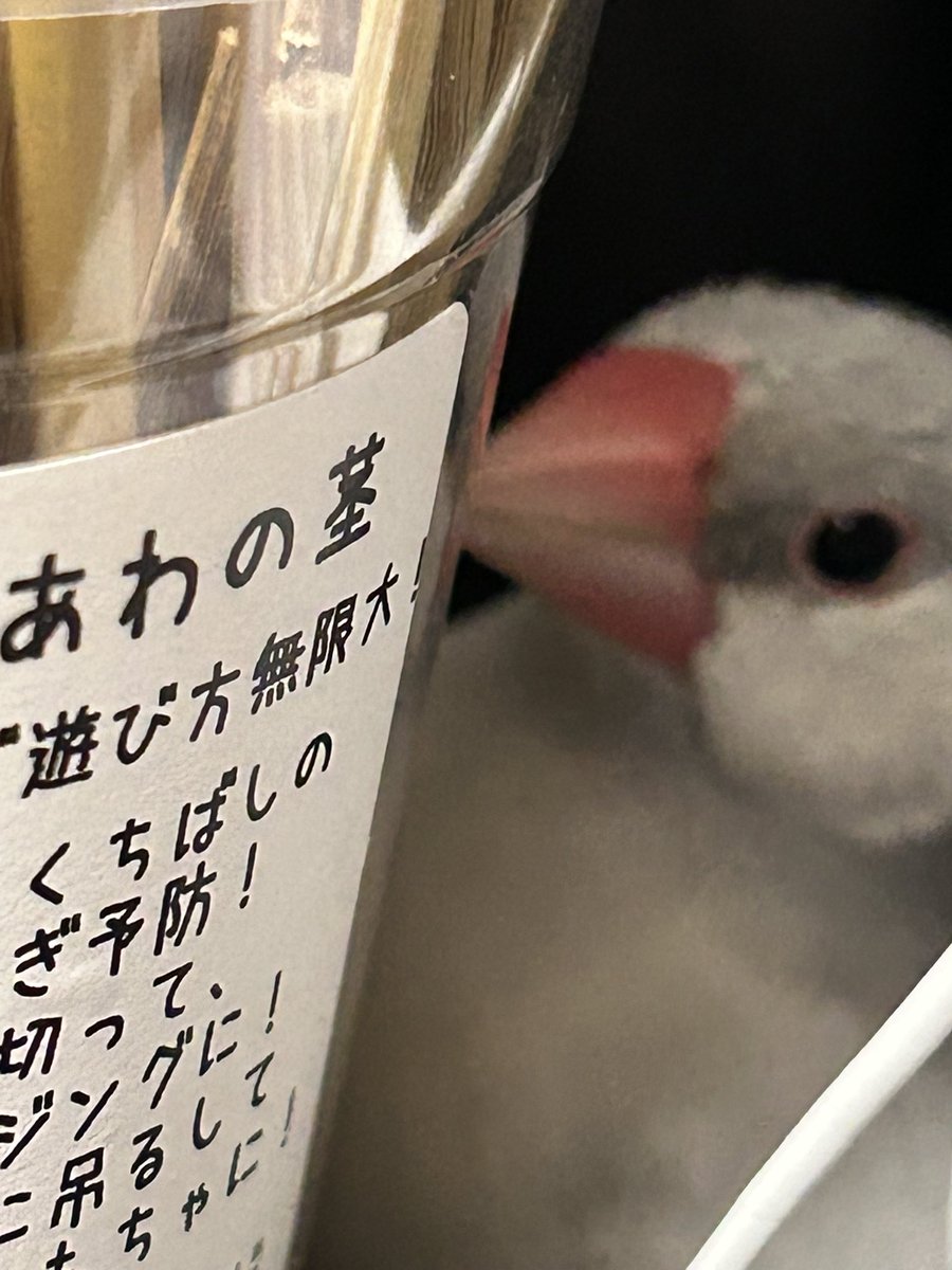 Bun_Chooo's tweet photo. 隙間にいるわね https://t.co/exrJkzPjb3