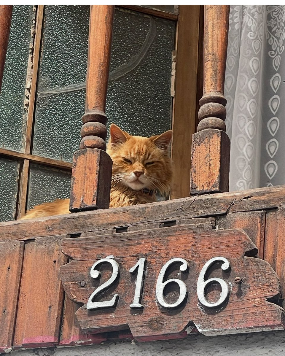 Kotestyle's tweet photo. #puentealto #gato 
A mi hermana le robaron su gatito el lunes entre las 00:00 , 00:30 del ante jardín de la casa ( villa mariano la torre)un gatito viejo de 14 años con hartas enfermedades 
Por favor quien se lo llevó que lo devuelva 
 #ayuda https://t.co/h9SfWVWFM3