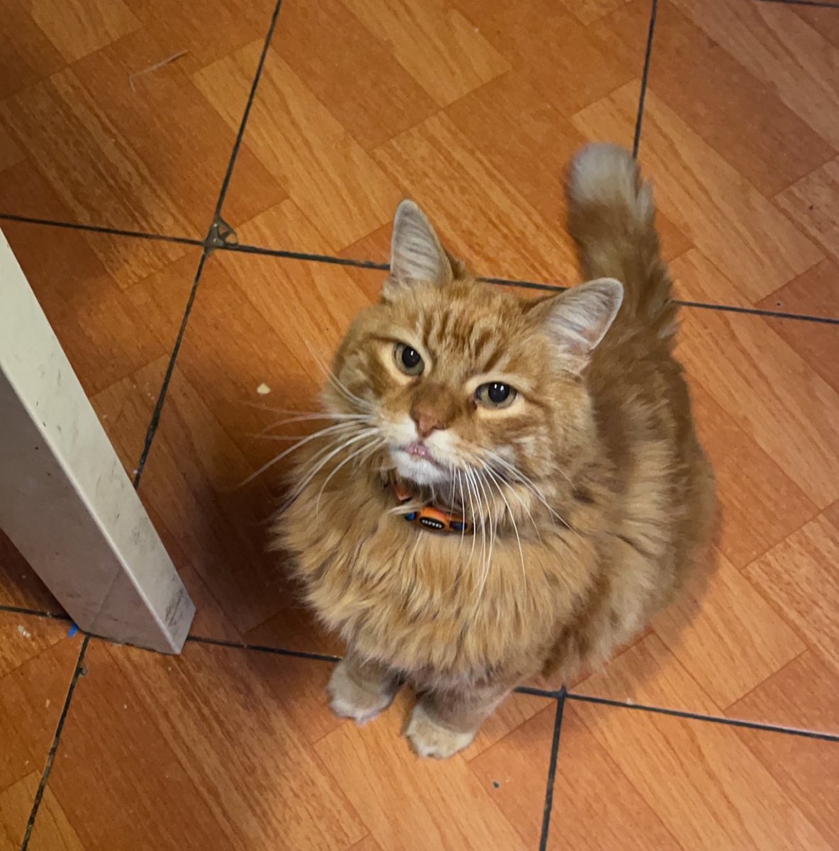 Kotestyle's tweet photo. #puentealto #gato 
A mi hermana le robaron su gatito el lunes entre las 00:00 , 00:30 del ante jardín de la casa ( villa mariano la torre)un gatito viejo de 14 años con hartas enfermedades 
Por favor quien se lo llevó que lo devuelva 
 #ayuda https://t.co/h9SfWVWFM3