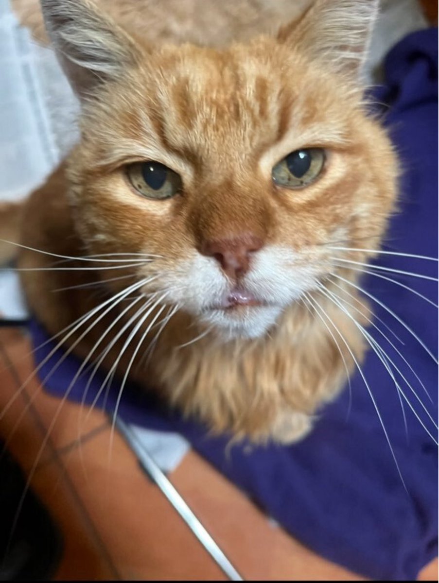 Kotestyle's tweet photo. #puentealto #gato 
A mi hermana le robaron su gatito el lunes entre las 00:00 , 00:30 del ante jardín de la casa ( villa mariano la torre)un gatito viejo de 14 años con hartas enfermedades 
Por favor quien se lo llevó que lo devuelva 
 #ayuda https://t.co/h9SfWVWFM3