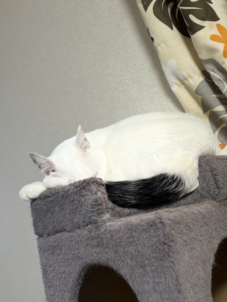 FuFuFu88Fu's tweet image. こんばんは🌛

yukiｻﾝ 薬が効いているのか？いまのところ吐き戻し落ち着いてます。

ｼｰﾁｷﾝの缶詰開けると飛んでくるのに今日はその元気ないみたいでした🥲
ｹﾄﾞ!!鼻はｸﾝｸﾝしてました(笑)
（ｼｰﾁｷﾝは主用ﾃﾞｽ）