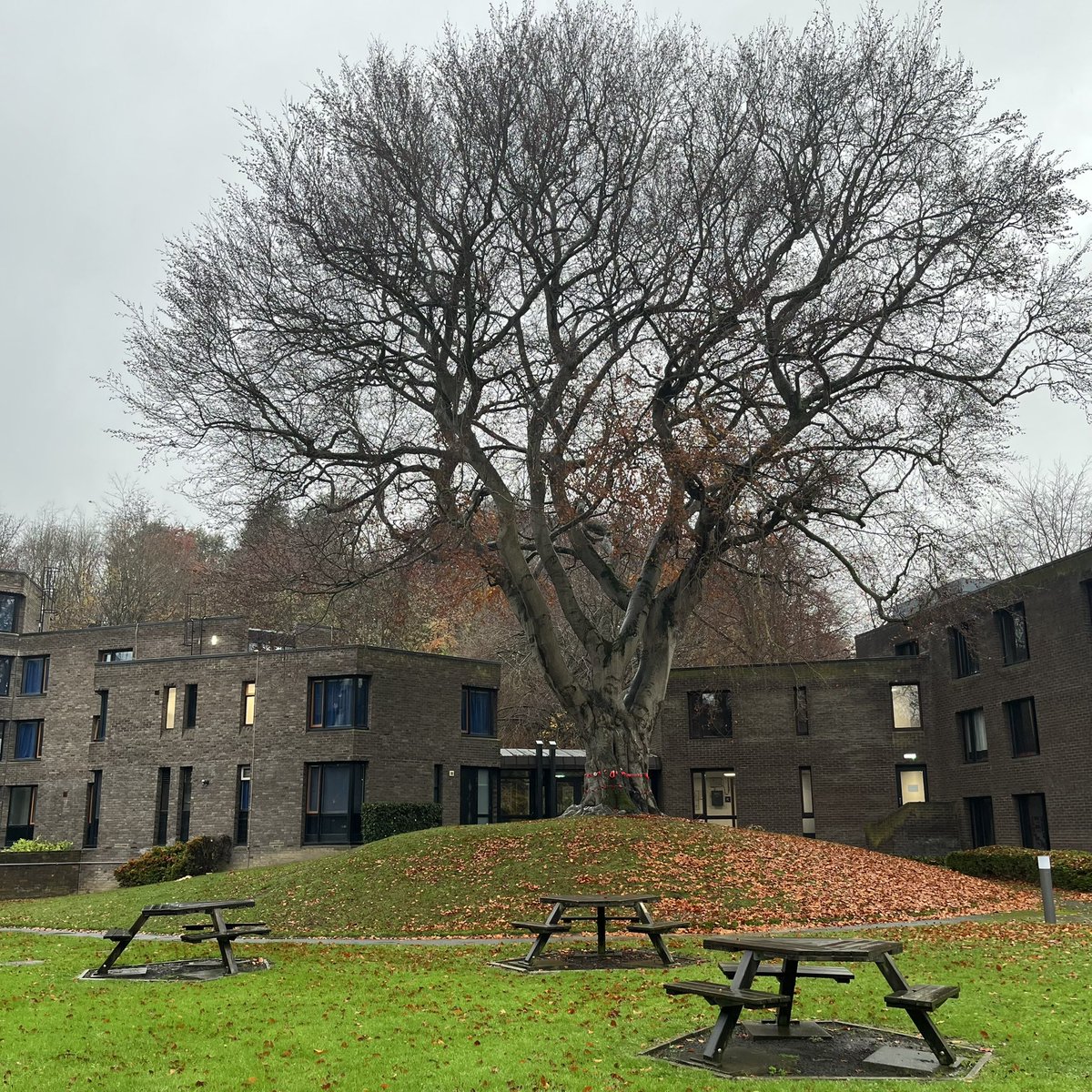 Today we joined an Act of Remembrance with Grey College in their chapel and have placed our poppy display around the tree at Trevelyan College #TrevelyanCollege #explore #remembrance