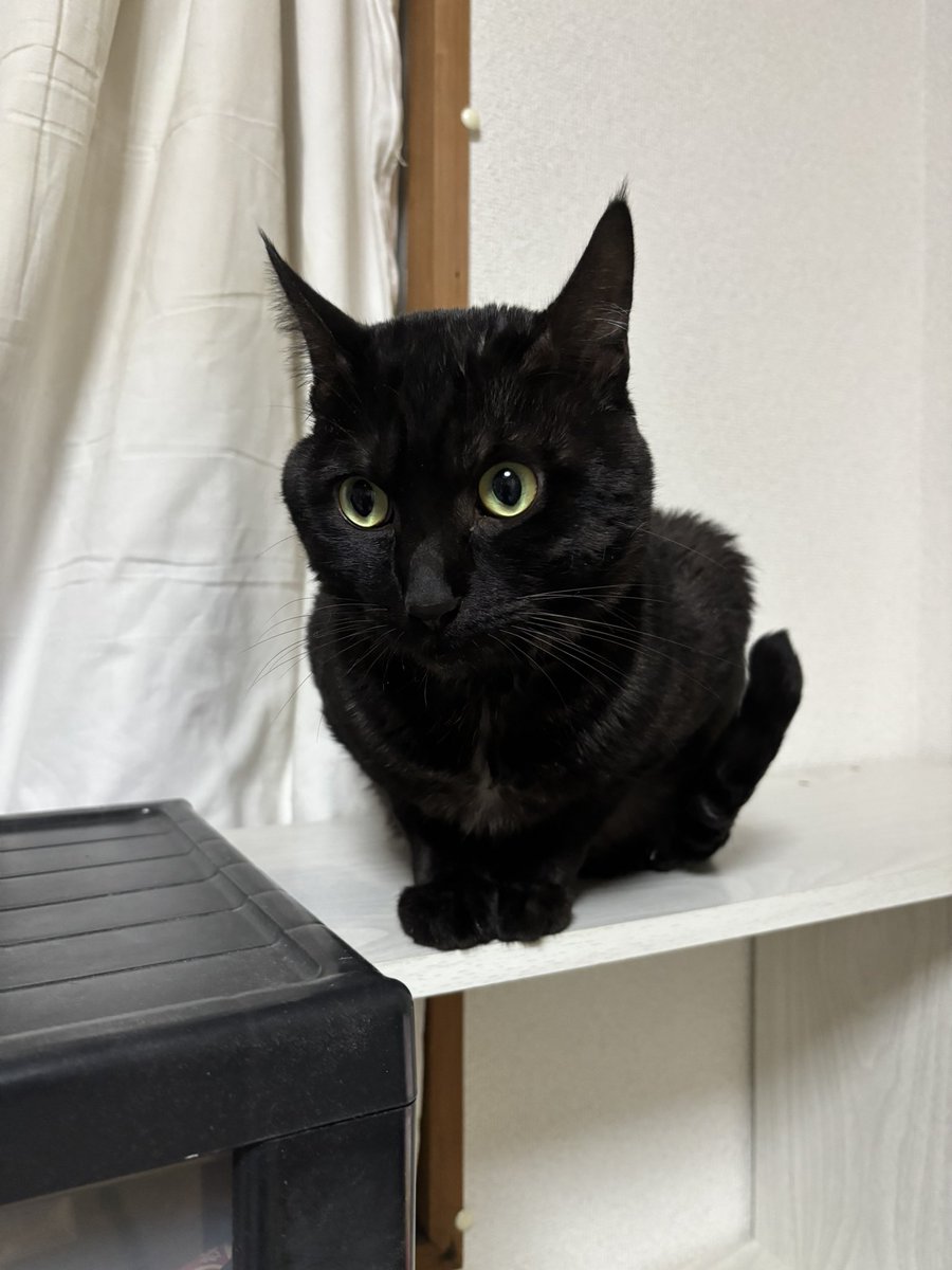 引っ越しの為家に飾ってあった置物を処分いたします。 きよ(・д・；) on X