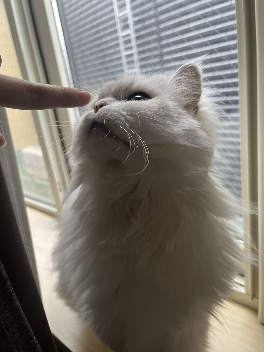 nya96heimao's tweet photo. 窓際で落ち着いてた🐱🎀💭
#ペルシャ #猫がいる生活 
#モフ猫の日常 https://t.co/mEFqYu47jv