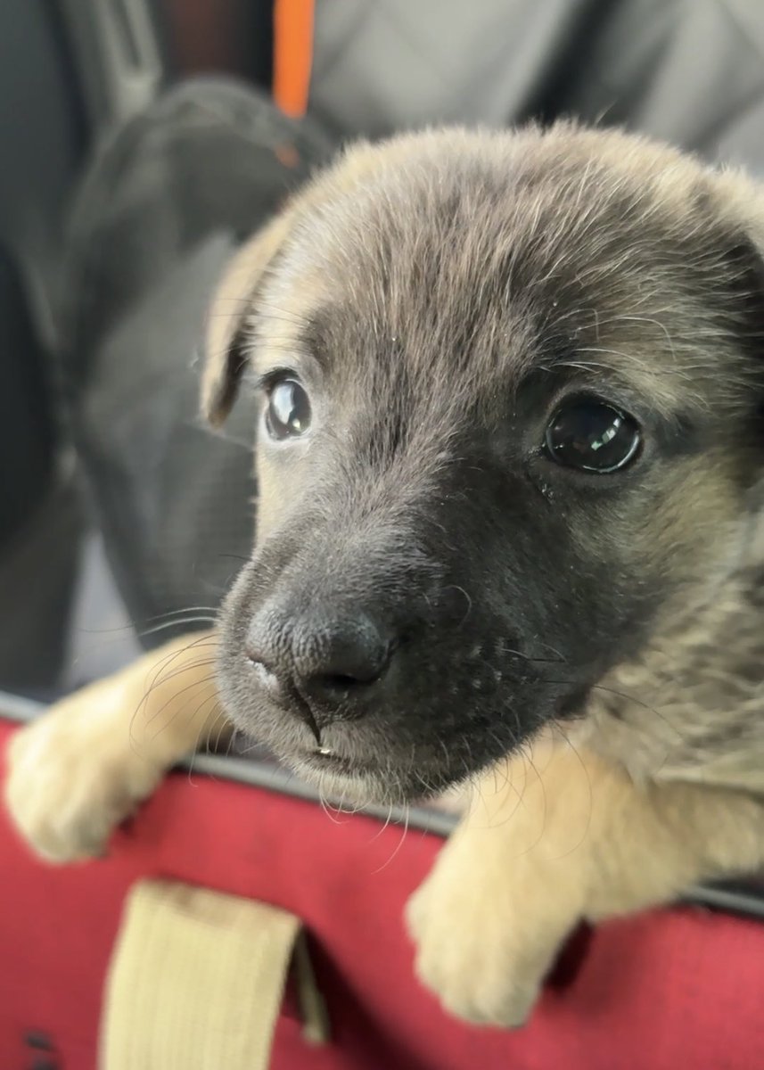 norainu_hureai's tweet image. 【●処分予定だった4匹を同時保護‼️】
拡散希望❗️里親さま緊急募集中

お膝が大好き💖人懐っこすぎる
体重わずか1.8kgの可愛い男の子なのに応募ゼロ🚨

・生後1ヶ月半🐶
・トイレ訓練中👌
・お腹駆虫2回、検便済
・抗菌シャンプー2回
・5種ワクチン、フィラリヤ予防済

どうか拡散で命を助けて下さい🙇🏻‍♂️