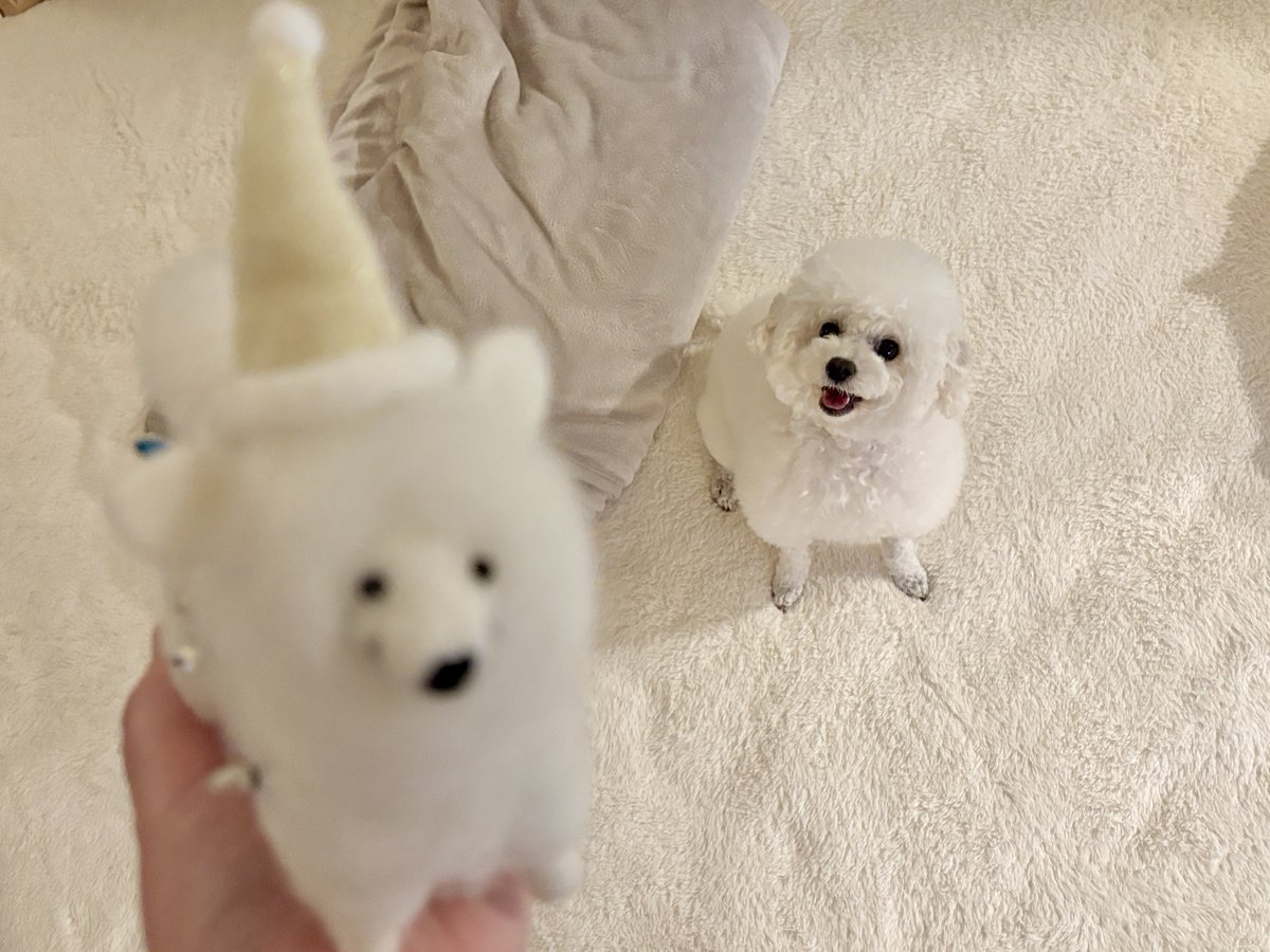 おもちゃじゃないよ、クリスマスにやってくる友達だよと言い聞かせてるけど聞いちゃいない