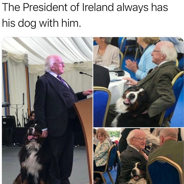 Goldfinch tweet media