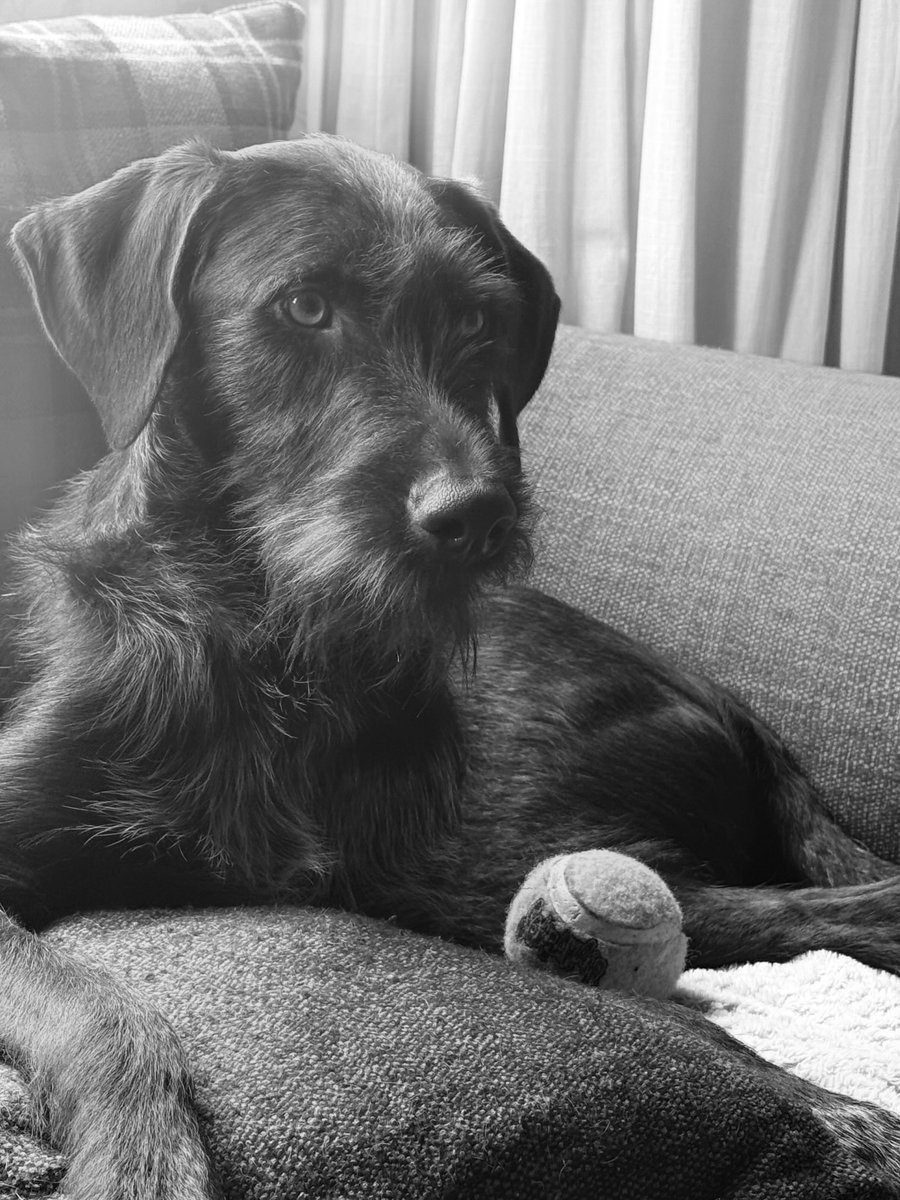 This Dog is high maintenance 😬😂