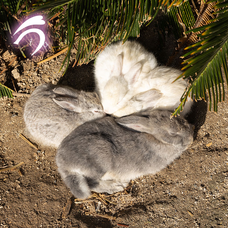 うさぎ写真家 uta on X