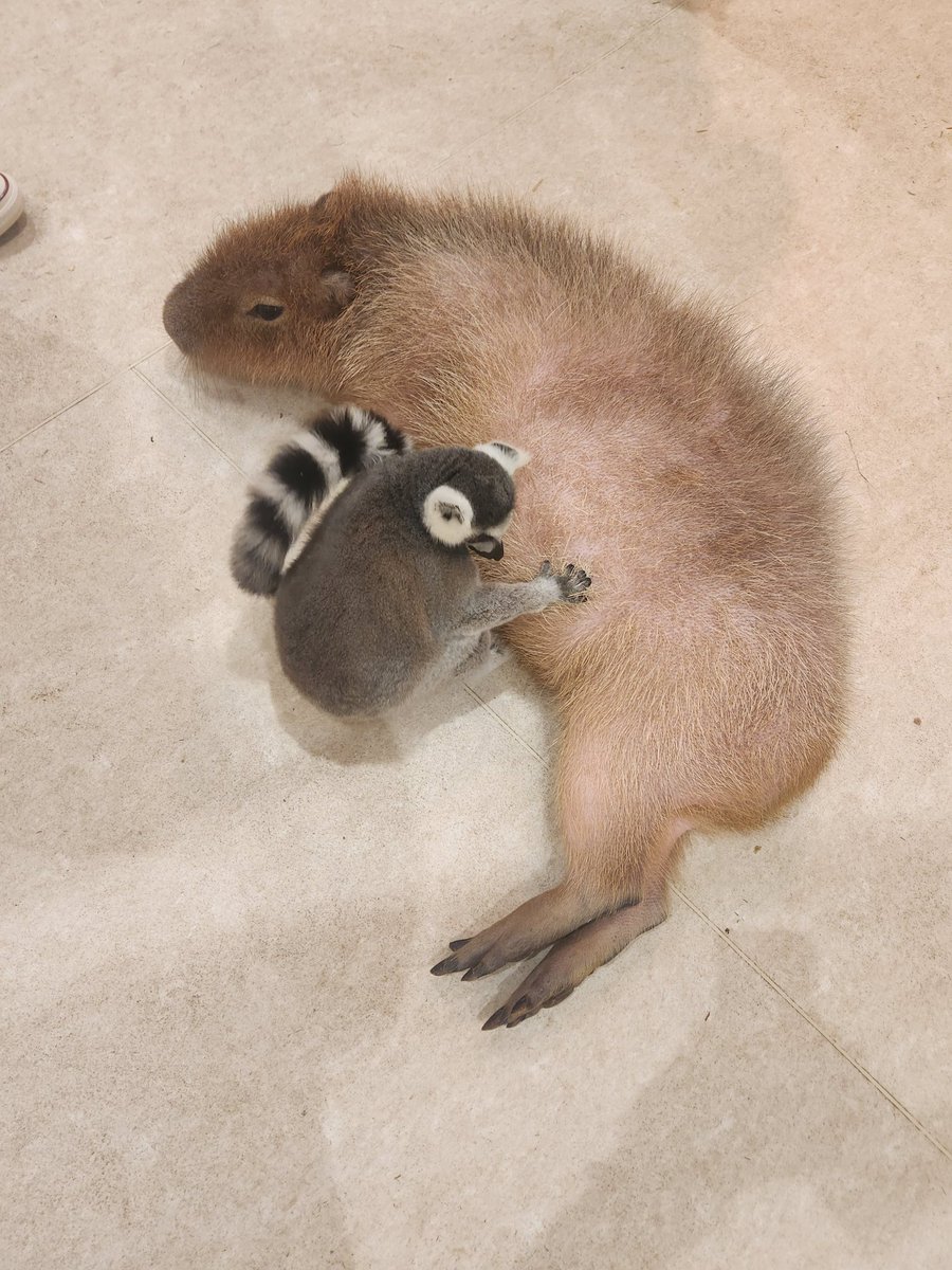 カピバラページ ちまちゃん (@nn930310) / Posts / X