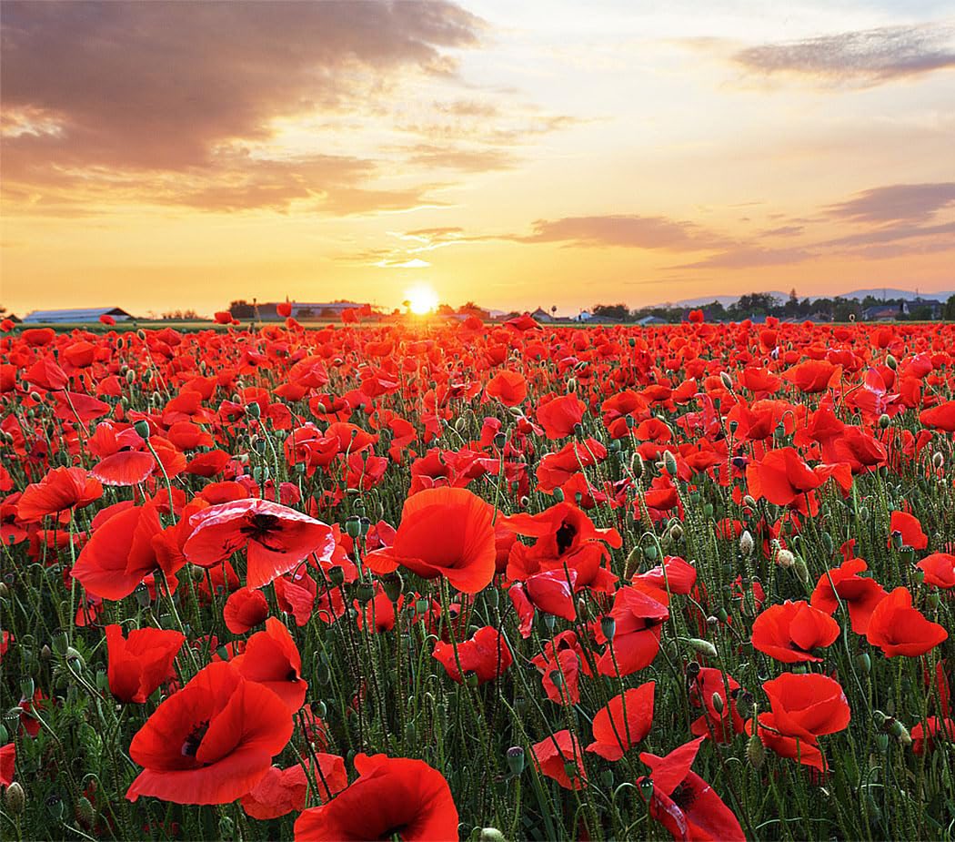 On the 11th hour of the 11th day of the 11th month, we will remember them.