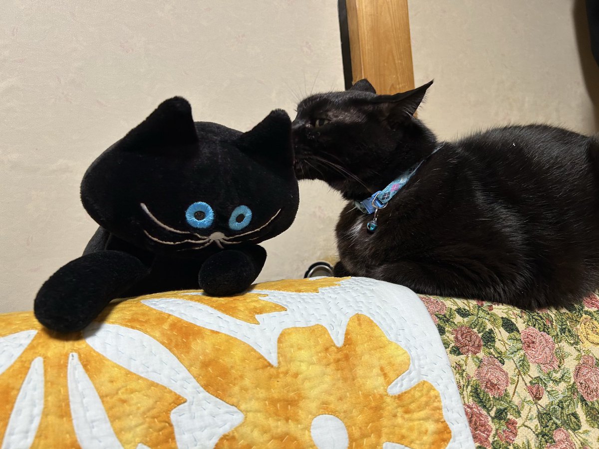 くろ　ねこ　 110 Cub on X