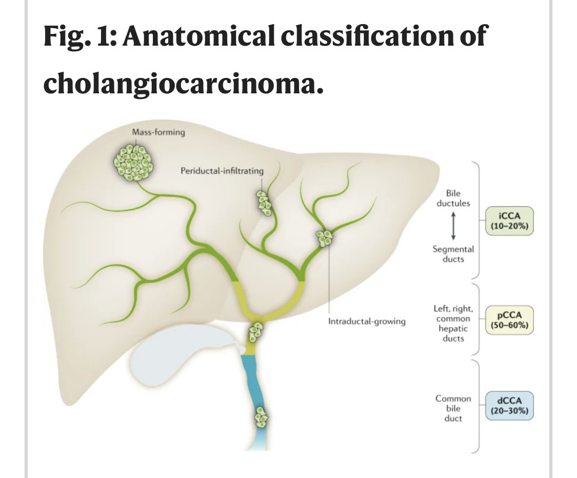 neilRsharmaMD's tweet image. Join us this Wednesday!
@EndoscopyNow 
7pmEST 6pm CT

An amazing talk &amp;amp; round table.
Cases form #surgonc &amp;amp; myself on cholangioscopy &amp;amp; treatment for  #cholangiocarcinoma

New systemic tx insights from #medonc

Understand what each specialty can do as we work together

#GITwitter