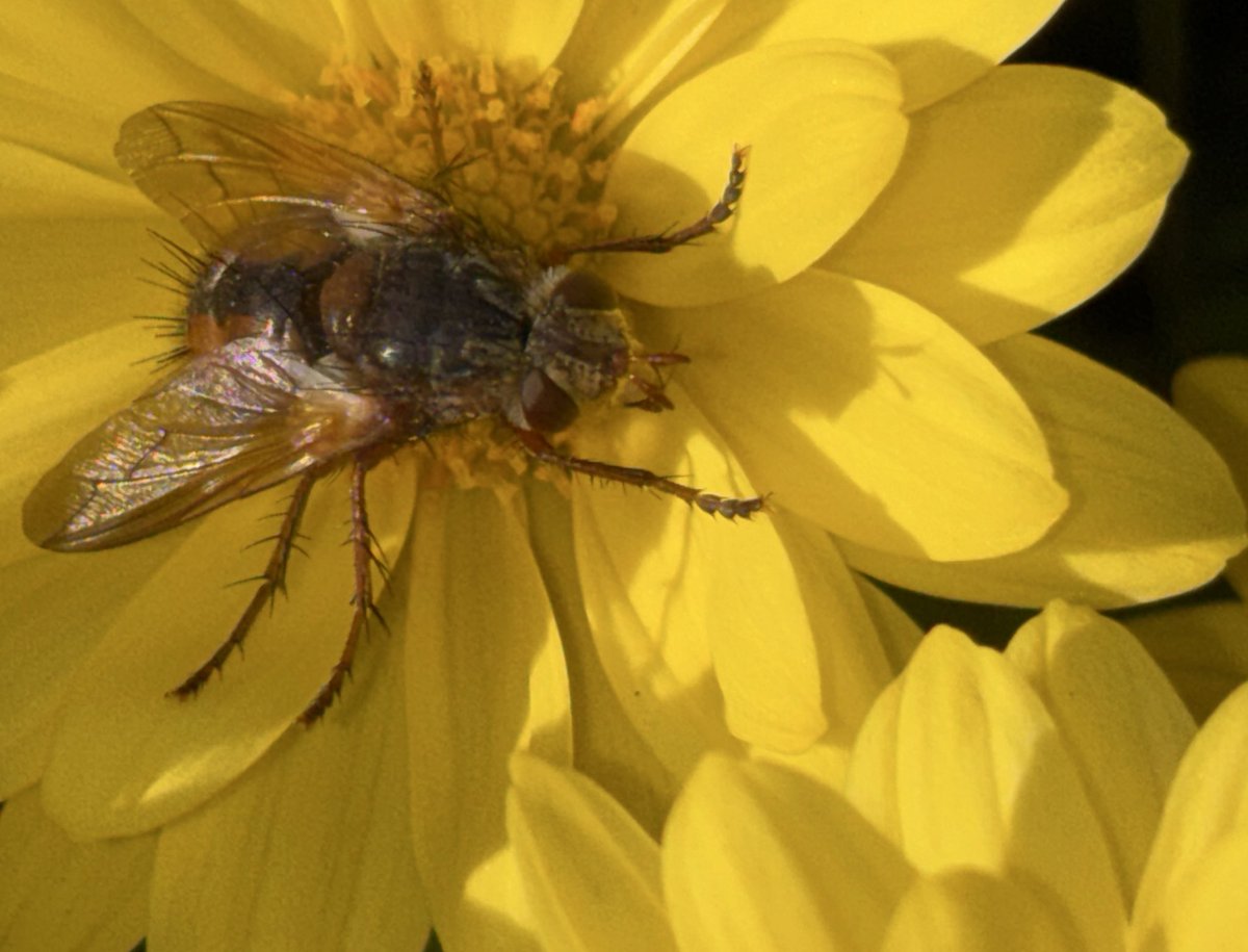 NorwaySkandin's tweet photo. #insects #Insekten #Fliege #Natur #nature #garden #Garten #autumn #Herbst
1/ Bei Sonnenschein sieht man im Herbst noch Fliegen an den Blüten, hier eine Igelfliege, Gattung Tachina (?). https://t.co/W7qDY9OIBl