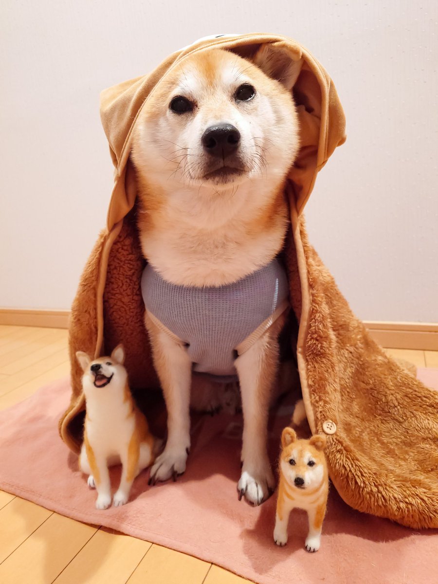 オーダー受付パネル♡おしゃれな柴犬 くまにょふ on X