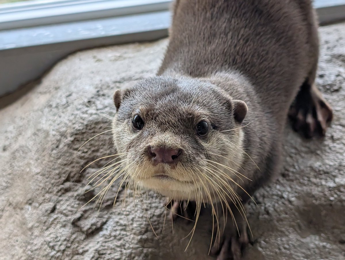 コツメカワウソと仲間たち【よみうりランド公式】 (@yomiuriland_ani
