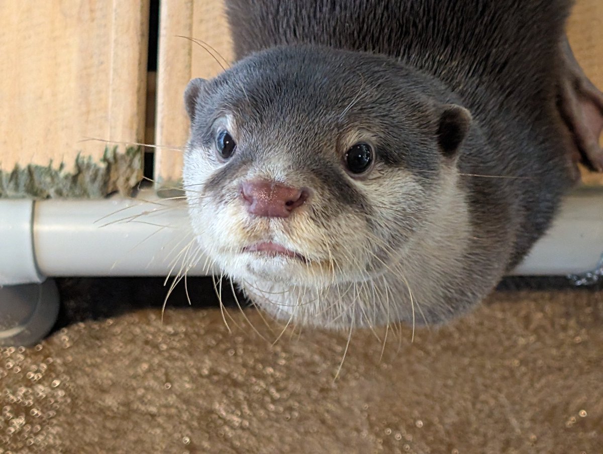 コツメカワウソと仲間たち【よみうりランド公式】 (@yomiuriland_ani