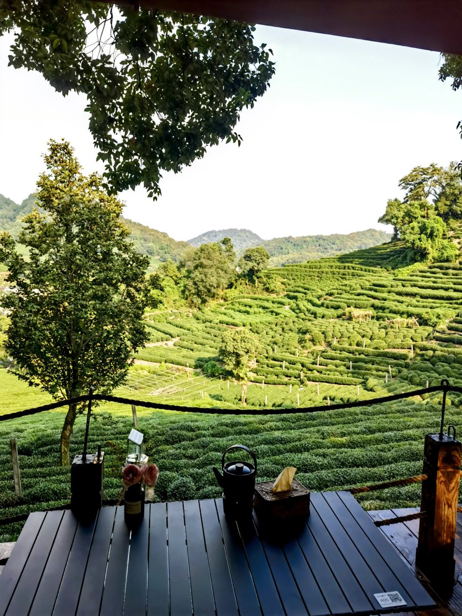 青青茶园
从上天竺到龙井村
满眼都是治愈的绿色