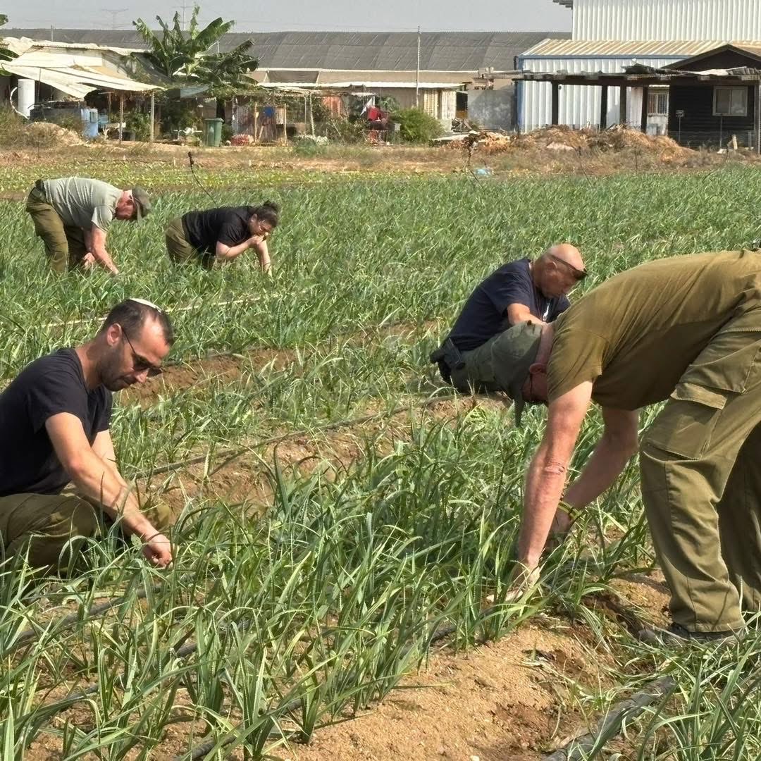 DovLipman's tweet image. THIS. IS. ISRAEL. 
IDF Division 98. 
Hundreds of days in Gaza since October 7. 
They have left Gaza for now. 
And what did a group of them decide to do with their time?
They are working voluntarily in the fields of the Kibbutzim near Gaza. 
Working side by side with local…
