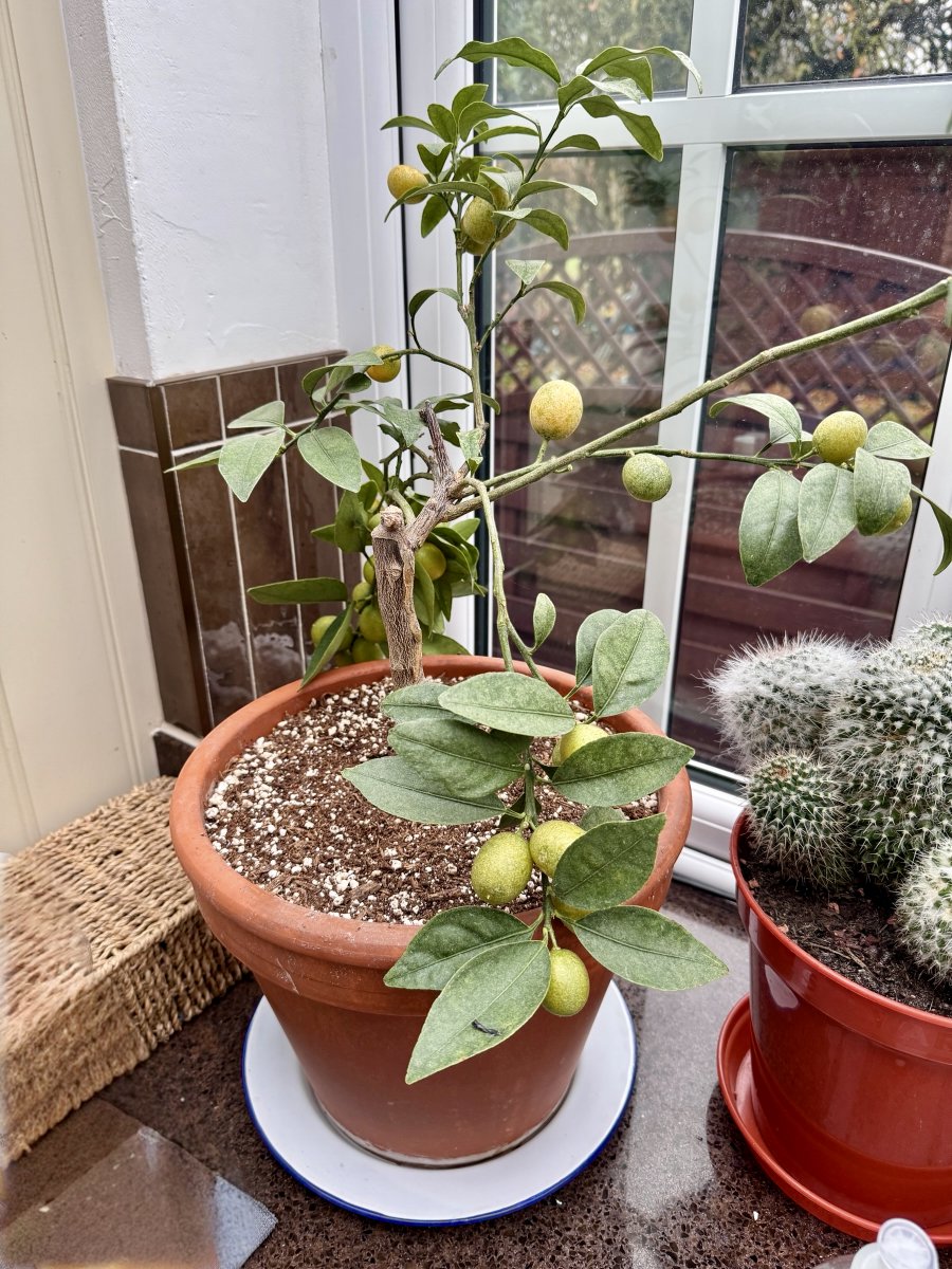 GrowWithKG's tweet image. Our Kumquat tree is coming along nicely! In the kitchen, glass roof, north-facing. Plenty of light, not too hot in summer, it loves it here!

#kitchengarden #growing #growyourown #gardening #plot #allotment #growyourownfood #allotmentsuk #homegrown #garden #gardenlove