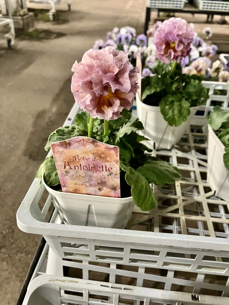 Marin@太田joyn11/29 on X