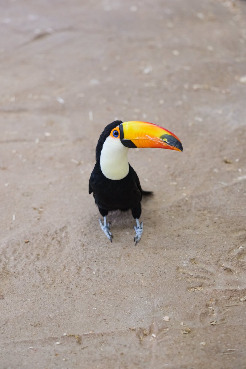 内股ハシ

#オニオオハシ　#しろとり動物園