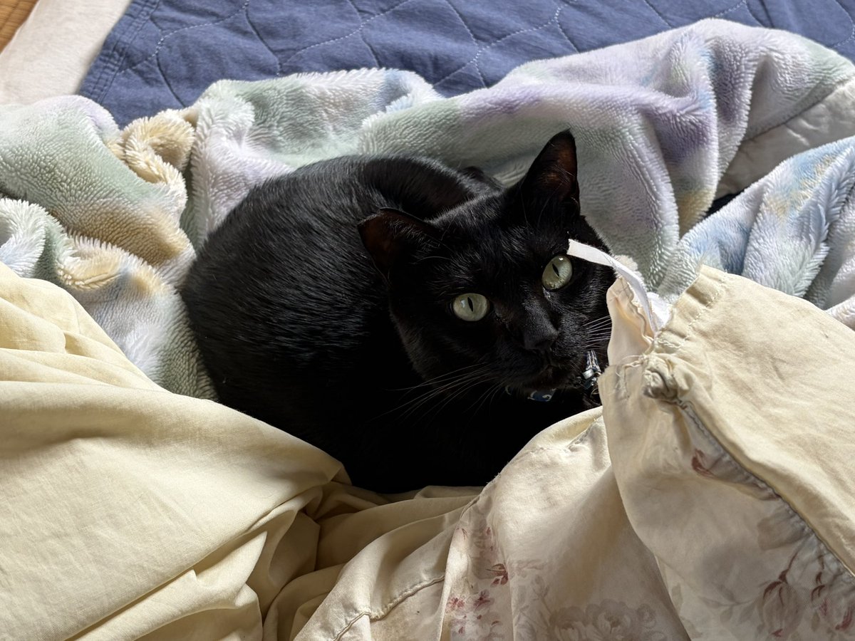 これは今日のお昼に観測されたｷｬﾜｲｲグリム