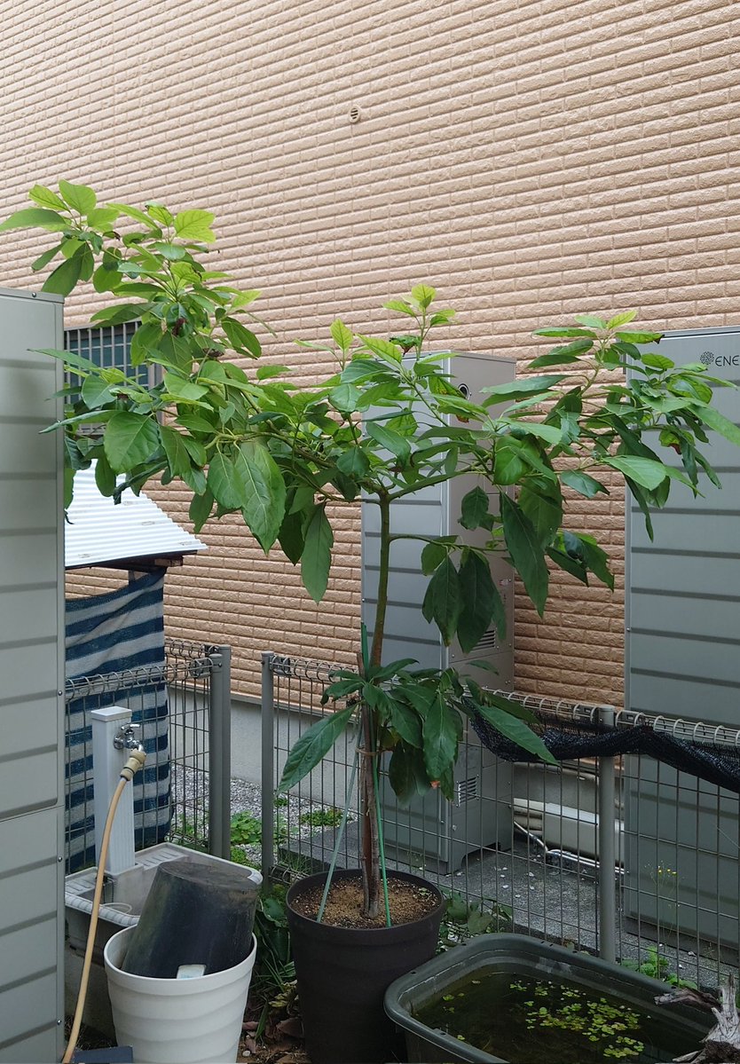 yasu1569's tweet image. 11/11のアボカド