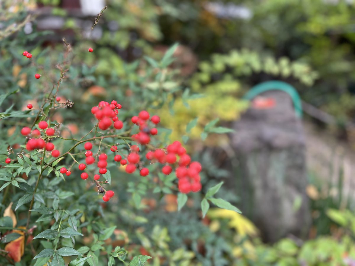 今日は月見寺句会でした。
境内には南天が赤赤と実っておりました。

現在、一茶山頭火俳句大会作品集を絶賛編集中！
12月上旬にはお届けしたいと思います。