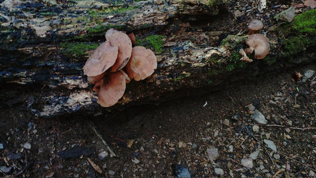 谷あいのハタケシメジが出始めたか😀

大型ナラタケはちょっとタイミング逃したな。
(2025.11.10撮影)
 #kinokole #fungi #fungus #熊野きの古道