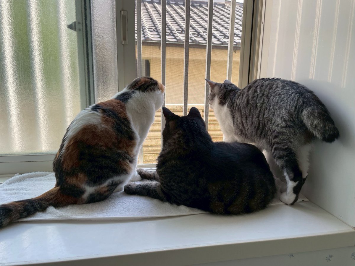 岩崎さんちの保護猫日記 on X