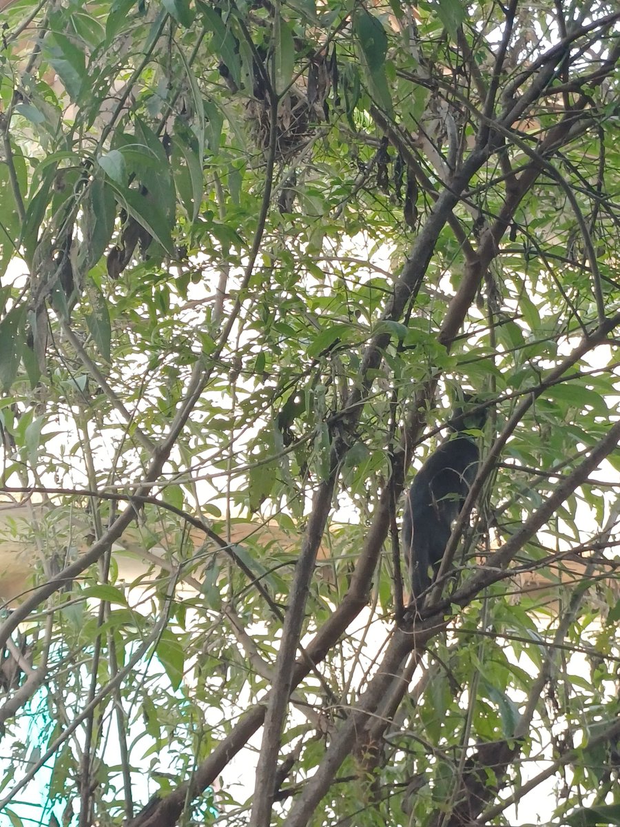 อยากลงรูปอวดแมวบ้างแต่มาดูแมวชั้น มีเวทีรอบแสดงความสามารถพิเศษที่ไหนบ้างอยากส่งเข้าประกวด ปืนต้นไม้เก่งพอๆกับลิงเกิดมาเป็นแมวทำไมเนี่ย55555555555555555555