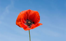 Taking a moment to be grateful that we still live in a free and democratic country that respects the rule of law, and the people who have risked or lost their lives to keep it that way. #RemembranceDay