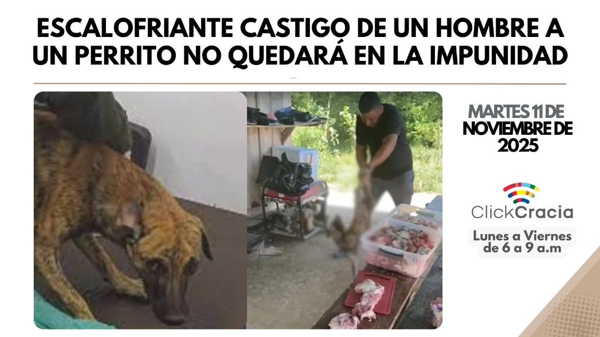 Veterinarios de Uniremington dieron parte de recuperación del perrito brutalmente castigado por un hombre en una vereda ubicada entre Caucasia, Antioquia, y Bolívar. Y la policía de La Estrella aprehendió a un hombre señalado de maltratar a dos perros en un ascensor. ClickCracia