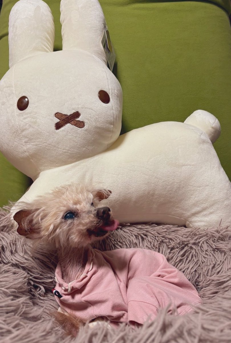 ぷるーと (@pluto929pluto) / Posts / X