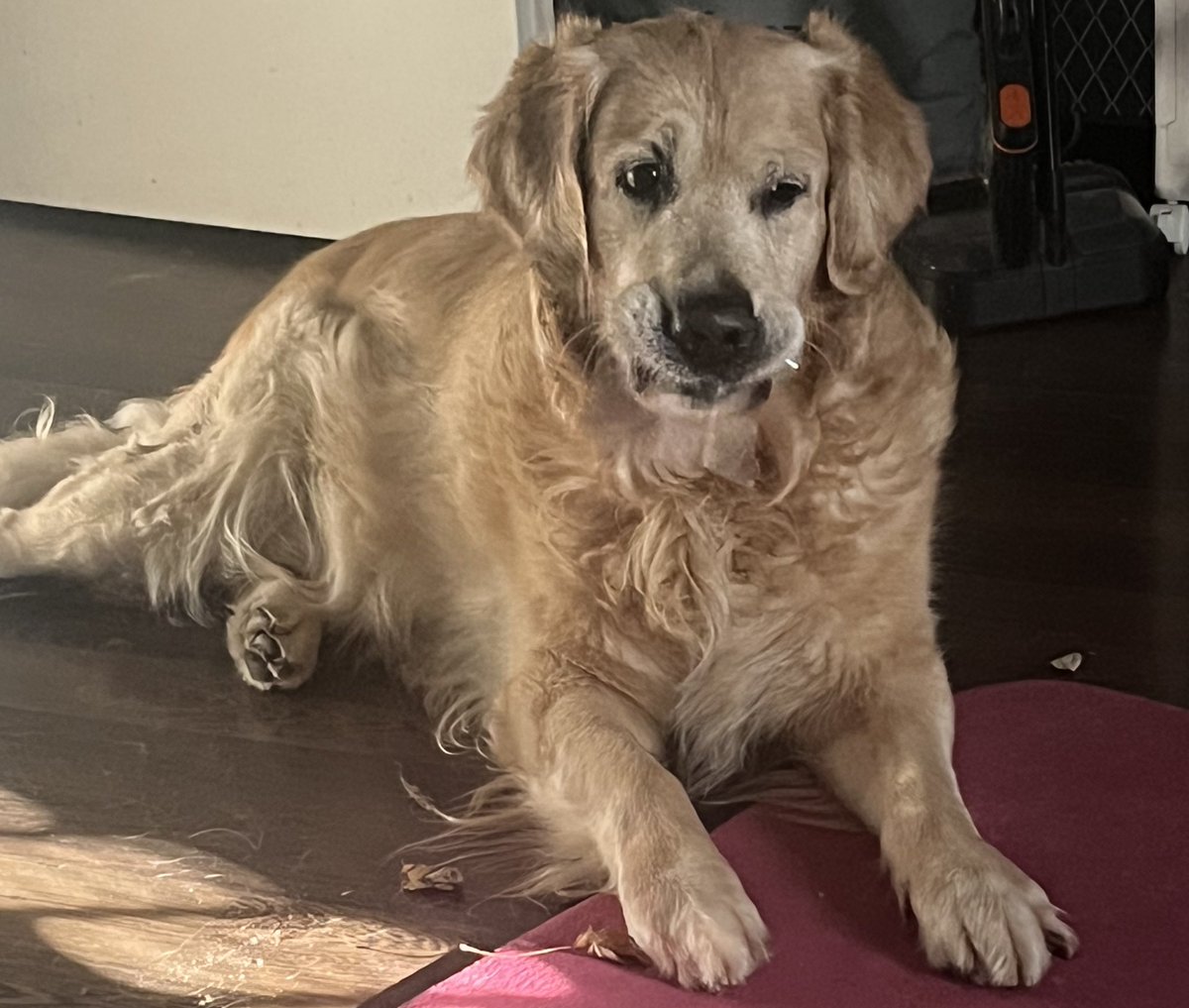 Transbaerchen's tweet image. Stimmung. 
🙄😮‍💨🫩