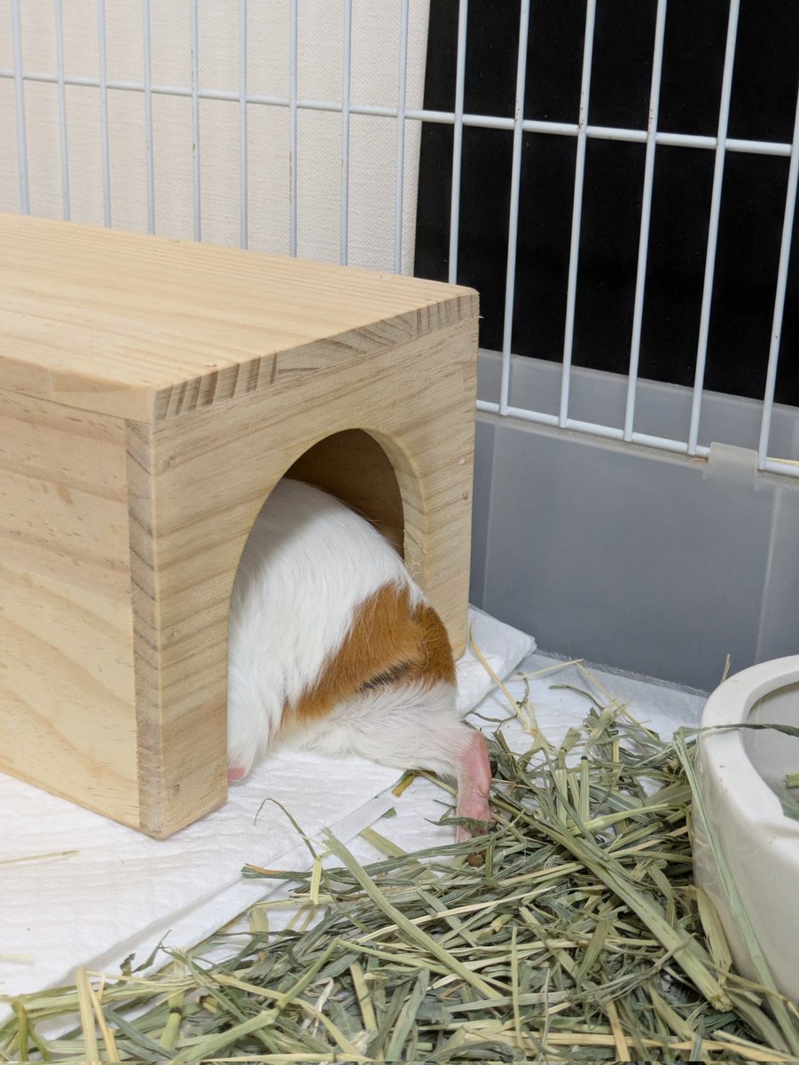 tenfuwa's tweet photo. あしぴょん
新しい家でもリラックス出来ていて何よりです🐹
#モルモット 
#guineapig https://t.co/4Ykcj1M7Ow
