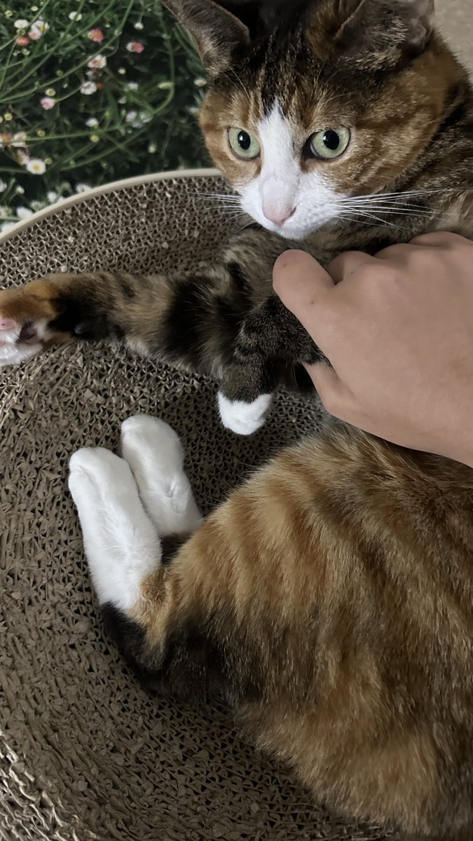 v2soo2's tweet image. 잘 만든 가래똑 두개 발견