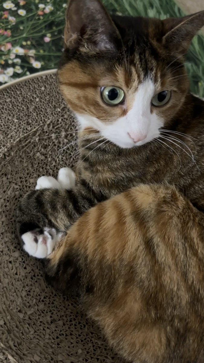 v2soo2's tweet image. 잘 만든 가래똑 두개 발견