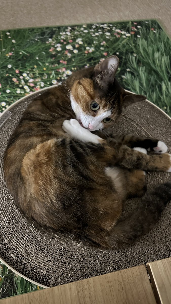 v2soo2's tweet image. 잘 만든 가래똑 두개 발견