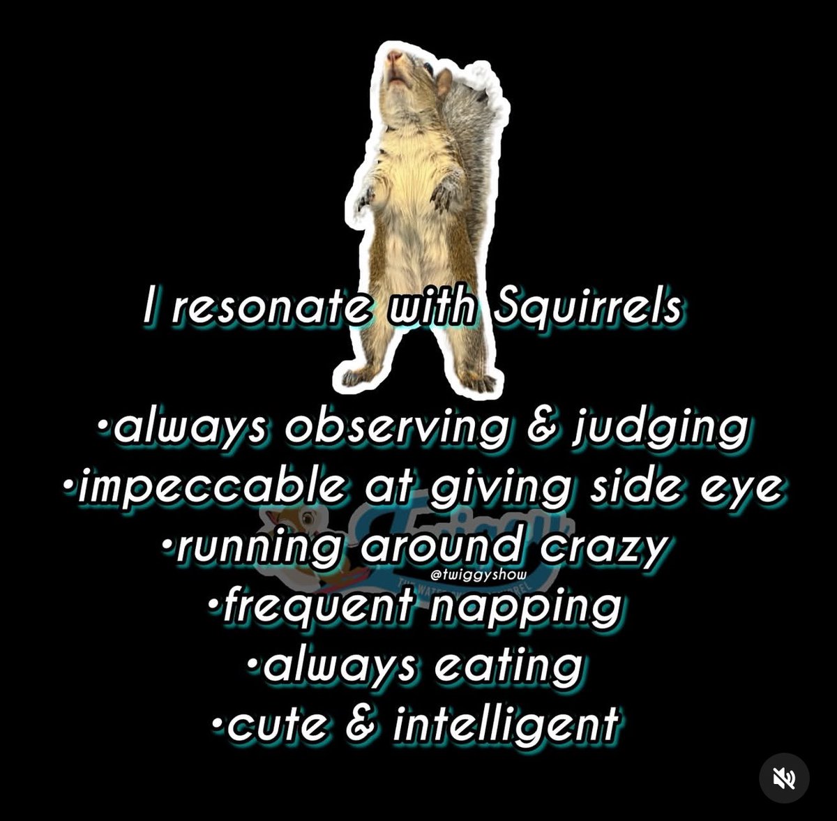 TWIGGY The Squirrel | FAN Page tweet media